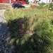 Teren intravilan 288 mp de vanzare in Busteni